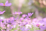 Fototapeta Mapy - Pink cosmos flower blooming in the field, beautiful cosmos flowers in garden at suanluang rama 9.