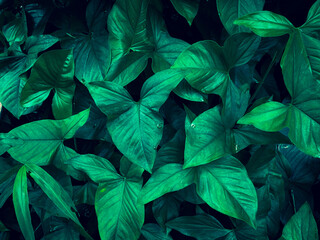  Abstract green leaves texture.