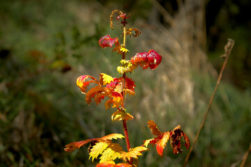 
maple leaf, autumn, tree, leaf, leaves, yellow, branch, fall, nature, sky, forest, autumn leaves, autumn landscape, background, trees, season, sun, maple, green, blue, orange, red, foliage, Bright, c