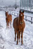 Fototapeta Konie - horses in winter