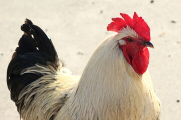 Acercamiento a un gallo paseando por la finca