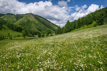 Wall Mural - chamomile mountains meadow flowers sky clouds summer