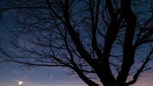 Blue Night Sky With Stars Moving Over Wild Cherry Tree Crown Silhouette In Cold Autumn Evening Nature After Sunset Time Lapse Astronomy