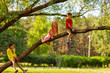 © Comeback Images - Wide shot of three playful carefree kids, two girls and boy, climbing tree and sitting on branch in green park on summer day