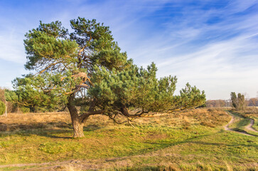 Wall Mural - Scots pine (pinus sylvestris) tree in the heather fields of Oudemolen, Netherlands