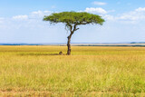 Fototapeta Sawanna - Savanna landscape with a single tree and resting lions