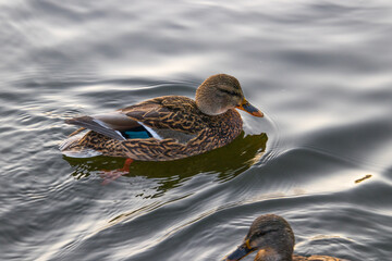 Sticker - duck on the water