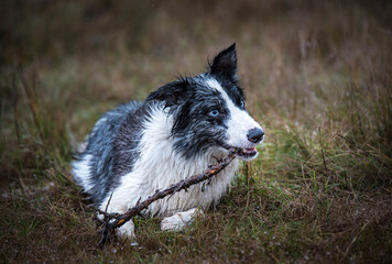 Wall Mural - Border collie play with a stick in the park