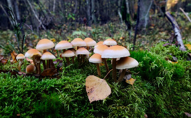 Mushrooms and moss