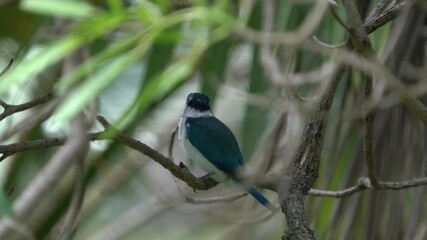 Wall Mural - [4K Video]Collared Kingfisher perched on a branch in a tree.
