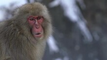 Snow Monkey Japanese Macaque Of Red Face Portrait Eating On Rock. Macaca Fuscata Eat In A Natural Mountain Of Nagano. Animal In The Nature Habitat, Hokkaido, Japan.-Dan