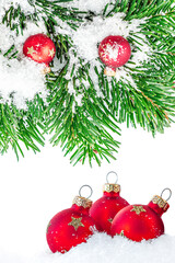 Wall Mural - christmas composition. fir tree branches, red decorations isolated on white background. merry christ