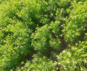 cumin seeds plant, jeera tree, jira farm, jeera biz, fluffy volume bush of cumin (zira) on a farming