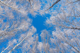 Fototapeta Na sufit - snow-covered branches, tree crowns and blue sky
