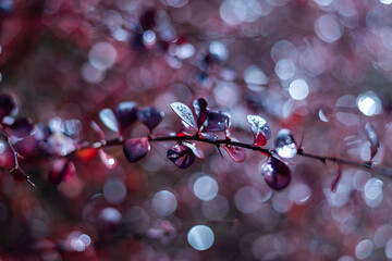 Blurred winter backgroun, barberry branch with red berries for any design