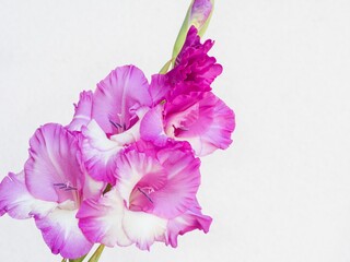 Wall Mural - Gladiolus flowers in ligghtt purple and white, on the white background, close up 5