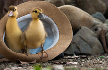2 Baby Ducklings Coming Out Of A Hat Lying On The Ground Of A Happy Farm On A Sunny Day