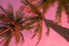 Pink Exotic Background With Palm Trees Under The Sun. Adorable Vacation Travel Design. Pink Sunset Landscape