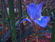 kwiat niebieski natura ogród zieleń płatki