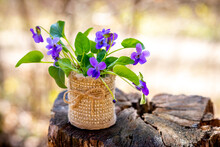 Spring Flowers. Bouquet Of Violets In The Woods On A Stump On A Sunny Day