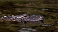 Alligator Video Clip In Florida 4k
