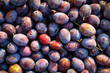 Ripe plums. Close up of fresh plums, top view. Macro photo food fruit plums. Texture background of fresh blue plums. Image fruit product. D'Agen French prune plum.