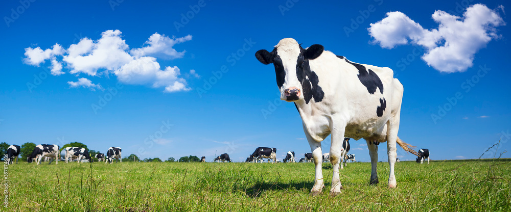 Panoramic view of black and white cow - obrazy, fototapety, plakaty 