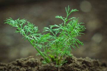 Dill herb growing in the garden for background use. Young green fresh dill grow background.