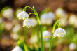 © Pellinni - white snowflake flowers in the forest. beautiful nature background on a bright sunny day in spring