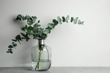 Wall Mural - Beautiful eucalyptus branches in glass vase on grey table against white background. Space for text