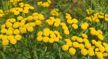 Beautiful Panoramic View Of Tansy Flowers