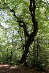 Canvas Print - Wald an den Baerensteinen im Teutoburger Wald