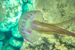 © boulham - mediterranean jellyfish . jellyfish in Mediterranean Sea, beautiful jellyfish swims in the Mediterranean Sea . pink jellyfish dancing in the dark blue sea water, underwater animal.