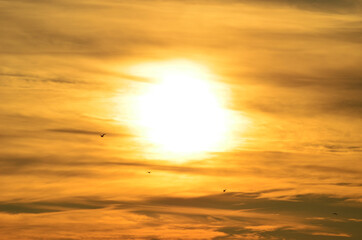 Sea gulls flying in golden sunset sky, photo