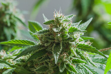 Close Up Of Cannabis Sativa Bud Starting To Get Full Of Trichromas, Showing Striking Pistils. Female Marijuana Plant Flowering Background.