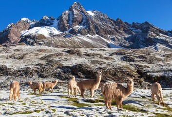 Poster - llama or lama, group of lamas on pastureland