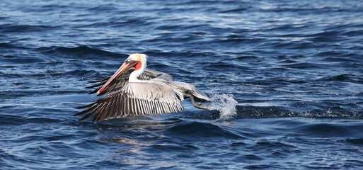 Canvas Print - pelican in water