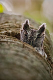 Fototapeta  - Screech owl in snag