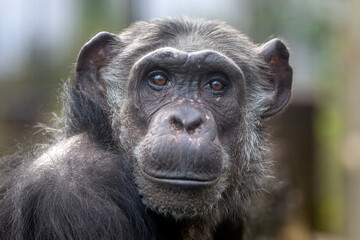 Portrait of a chimpanzee (Pan troglodytes)