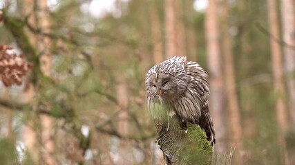 Wall Mural - Ural owl eating hunted mouse. Owl in the forrest on a tree stump with prey in claws. Smooth slow motion shot in 100fps