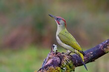Female European Green Woodpecker On A Branch
