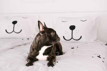 Wall Mural - French bulldog on bed at home