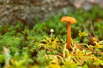 Tiny mushroom growing in moss