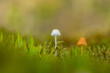Tiny mushroom growing in moss