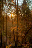 Fototapeta Natura - the forest in autumn