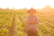 © somchai20162516 - Working men happily on Cuban tobacco farms continue to use traditional techniques for agricultural production, especially tobacco.