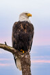 Bald Eagles perches on tree