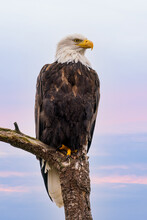 Bald Eagles Perches On Tree