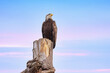 Bald Eagle looks out at ocean