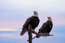 Two Bald Eagles Sit On Perch